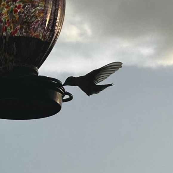 Meet your Posher, Ruth - Picture 1 of 1